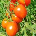 Mallorquin Tomaten Samen
