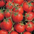 Davis UC 82 Tomaten Samen