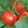 Montecarlo Tomaten Samen