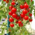 Rotondino Tomaten Samen