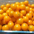Orange Beauty Tomaten Samen