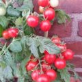 Sweet `n Neat Tomaten Samen