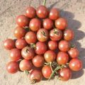 Black Opal Tomaten Samen