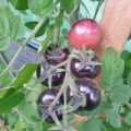Indigo Blue Berries Tomaten Samen