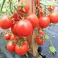 Maskotka Tomaten Samen