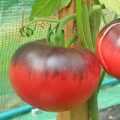 Indigo Blue Beauty Tomaten Samen