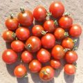 Garnet Tomaten Samen