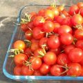 Koralik Tomaten Samen