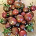 Chocolate Cherry Tomaten Samen