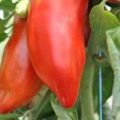 Andine Cornue Tomaten Samen
