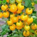 Ola Polka Tomaten Samen