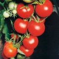 Tamina Tomaten Samen