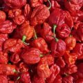 7 Pot Red Douglah Chili Samen