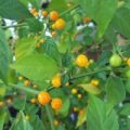 Aji Charapita Yellow Chili Samen