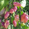 Fidalgo Roxa Chili Samen