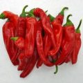 Friariello di Napoli Chili Samen