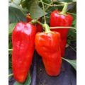 Goccia d`Oro Chili Samen