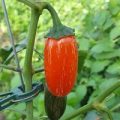 Jalapeno Orange Spice Chili Samen