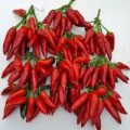 Peperoncini Piccante Guarda Cielo Chili Samen