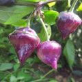 Purple Ufo Chili Samen