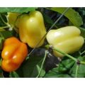Soroksari Chili Samen