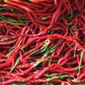 Thunder Mountain Long Horn Chili Samen
