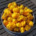 TSC Yellow Scotch Bonnet Chili Samen