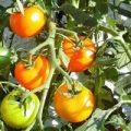 Auriga Tomaten Samen