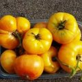 Beauté Blanche Tomaten Samen