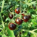 Black Eagle Tomaten Samen
