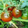 De Berao Brown Tomaten Samen