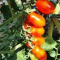 Elfin Tomaten Samen