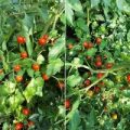 Galapagos Tomaten Samen