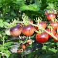Glossy Rose Blue Tomaten Samen