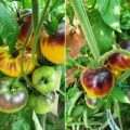 Great White Purple Tomaten Samen