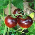 Königin der Nacht Tomaten Samen