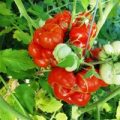 Reisetomate Samen