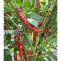 Jeaun Paulo Chili Samen