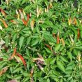 Basket of Fire Chili Samen
