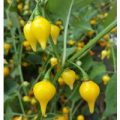 Biquinho Amarelo Chili Samen