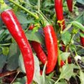 Grisu Chili Samen