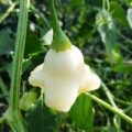 Aji White Fantasy Chili Samen