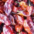 Yaki Blue Fawn Chili Samen