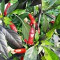 Zimbabwe Black Chili Samen