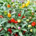 Pyramid Chili Samen