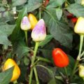 Firecracker Chili Samen