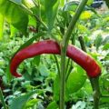 Teufelshorn Chili Samen