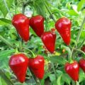 Red Egg Chili Samen
