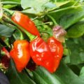 Rainbow Roxa Chili Samen