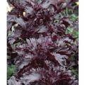 Basilikum Purple Ruffles Samen